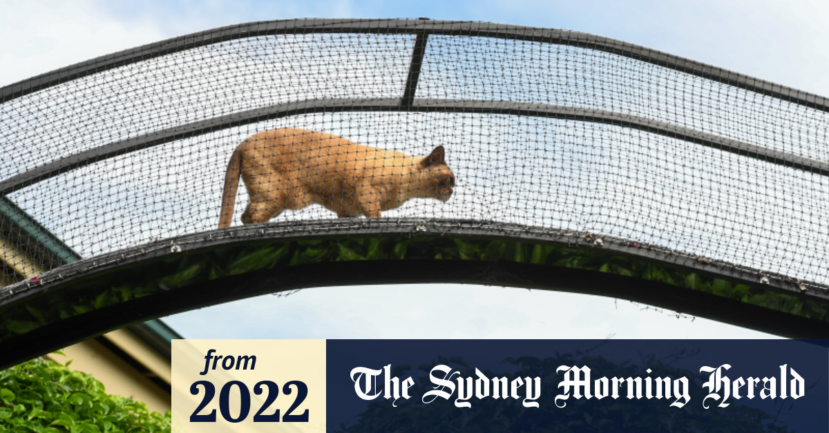 Cats and foxes kill almost 7 million animals every day in Australia